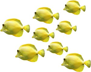 Schoolof Yellow Tropical Fish PNG image with transparent background