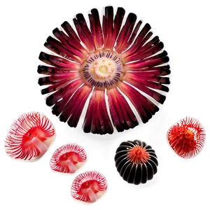 Sea Anemone Png 16 PNG Image