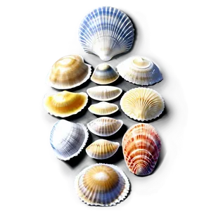 Sea Shell Collection Png Nyr PNG Image