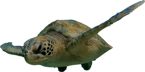 Sea_ Turtle_ Gliding_ Underwater.jpg PNG Image