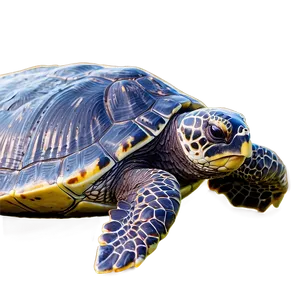 Sea Turtle On Beach Sunset Png Uie PNG Image