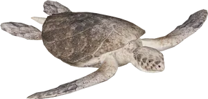 Sea Turtle Swimming Black Background PNG Image