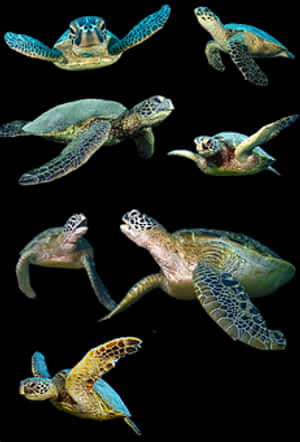Sea Turtlesin Various Poses PNG image with transparent background