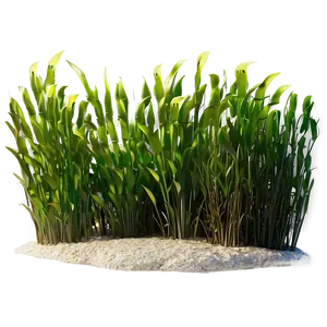 Seagrass Art Png 19 PNG Image