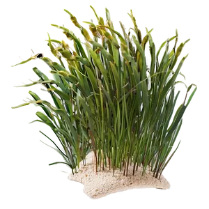 Seagrass Clipart Png Amx PNG Image