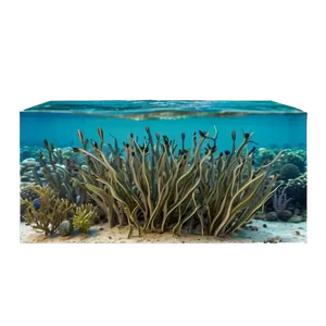 Seagrass Habitat Png Nmf30 PNG Image