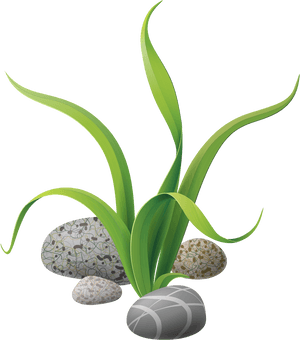 Seagrassand Stones Illustration PNG image with transparent background