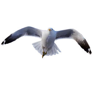 Seagull Flying Over Sea Png Lvi PNG Image