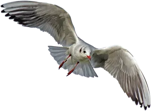 Seagull In Flight Black Background PNG Image