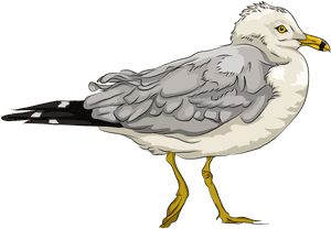 Seagull Clipart, HD Png Download PNG image with transparent background
