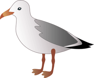 Seagull Over Water Clipart - Seagull Clipart, HD Png Download PNG image with transparent background