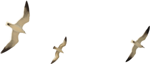 Clip Art Seagulls Image - Transparent Background Seagulls Png, Png Download PNG image with transparent background