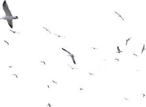 Transparent Bird Flock Png - Flock Of Seagulls On Transparent, Png Download PNG image with transparent background