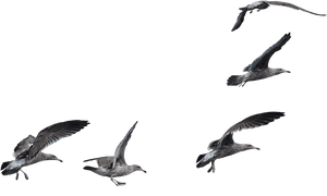 Transparent Seagulls Flying Png - Seagulls Png, Png Download PNG image with transparent background