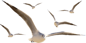 #seagulls - European Herring Gull, HD Png Download PNG image with transparent background