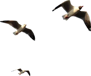 Seagullsin Flight PNG Image