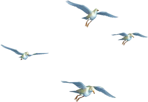 Seagullsin Flight Sequence PNG Image