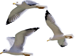 Bird European Herring Gull Gulls - Seagull Png, Transparent Png PNG image with transparent background