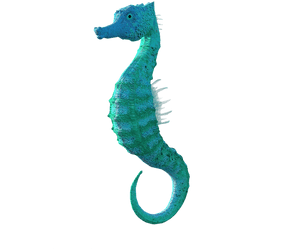 Seahorse, Animal, Meeresbewohner, Animal World, Ocean - Морской Конек Пнг, HD Png Download PNG image with transparent background