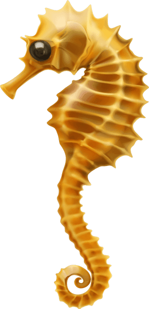 Seahorse Clip Art - Seahorse Pictures White Background, HD Png Download PNG image with transparent background