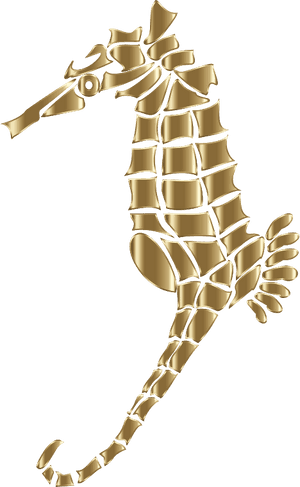 Seahorse, HD Png Download PNG image with transparent background