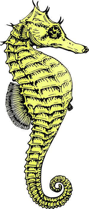 Seahorse Png - Black And White Seahorse, Transparent Png PNG image with transparent background