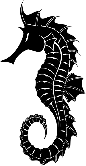 Seahorse Png - Seahorse Black And White, Transparent Png PNG image with transparent background