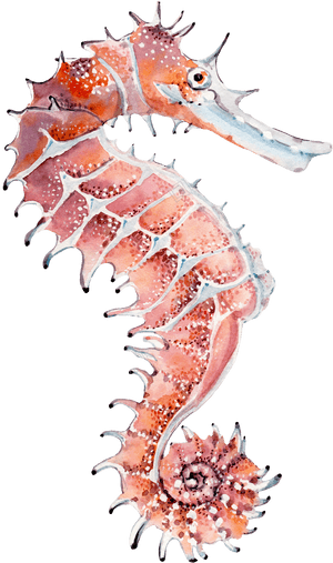 Seahorse Png Transparent Images - Клипарт Морской Маяк, Png Download PNG image with transparent background