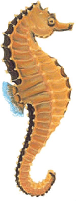 Seahorse Png, Transparent Png PNG image with transparent background