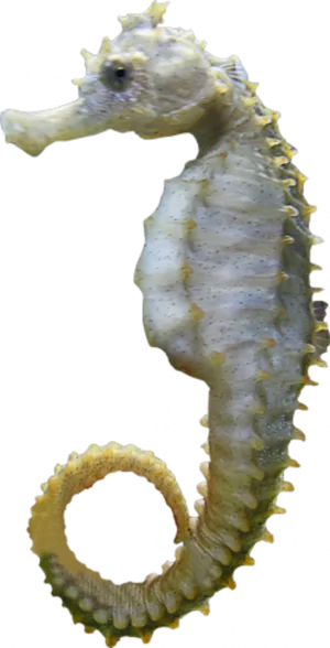 Seahorse Profile Transparent Background PNG Image