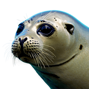 Seal Animal PNG 05242024 PNG image with transparent background