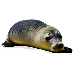 Seal Animal PNG 05242024 PNG image with transparent background