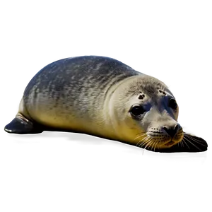 Seal Animal Png 05242024 PNG Image