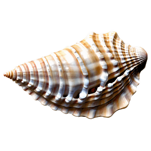 Seashell Dream PNG 06132024 PNG