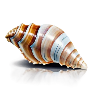 Seashell Icon Clipart Png Nxf PNG Image