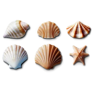 Seashell Icons Png Iku PNG Image