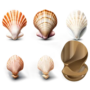 Seashell Set Clipart Png 2 PNG Image