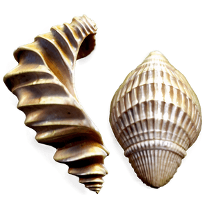 Seashell Silhouette PNG   78 PNG image with transparent background