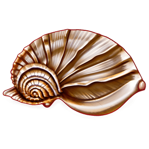 Seashell Sketches PNG qcf PNG