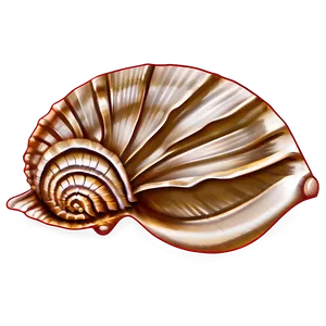 Seashell Sketches Png Qcf PNG Image