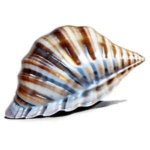 Seashell Splendor PNG 77 PNG