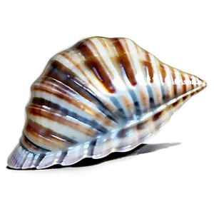 Seashell Splendor Png 77 PNG Image