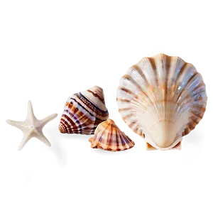 Seashell Variety Png Jll PNG Image