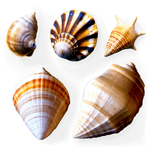 Seashell Variety PNG tfs PNG