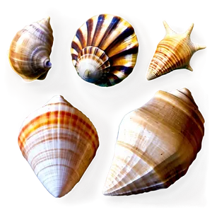 Seashell Variety Png Tfs PNG Image