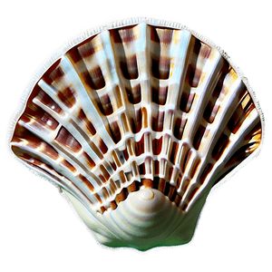 Seashell Wonders PNG 17 PNG