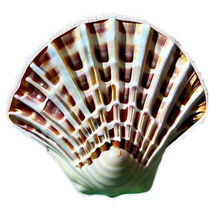 Seashell Wonders Png 17 PNG Image