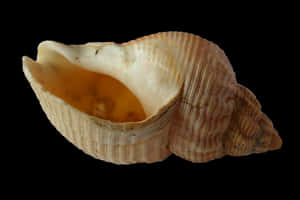Seashellon Black Background PNG image with transparent background