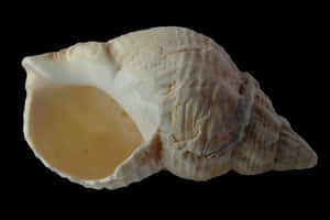 Seashellon Black Background PNG image with transparent background