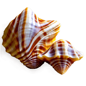 Seashells Background PNG 48 PNG